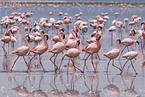 colonyof lesser flamingos